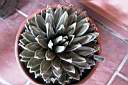AGAVE VICTORIAE-REGINAE.jpg